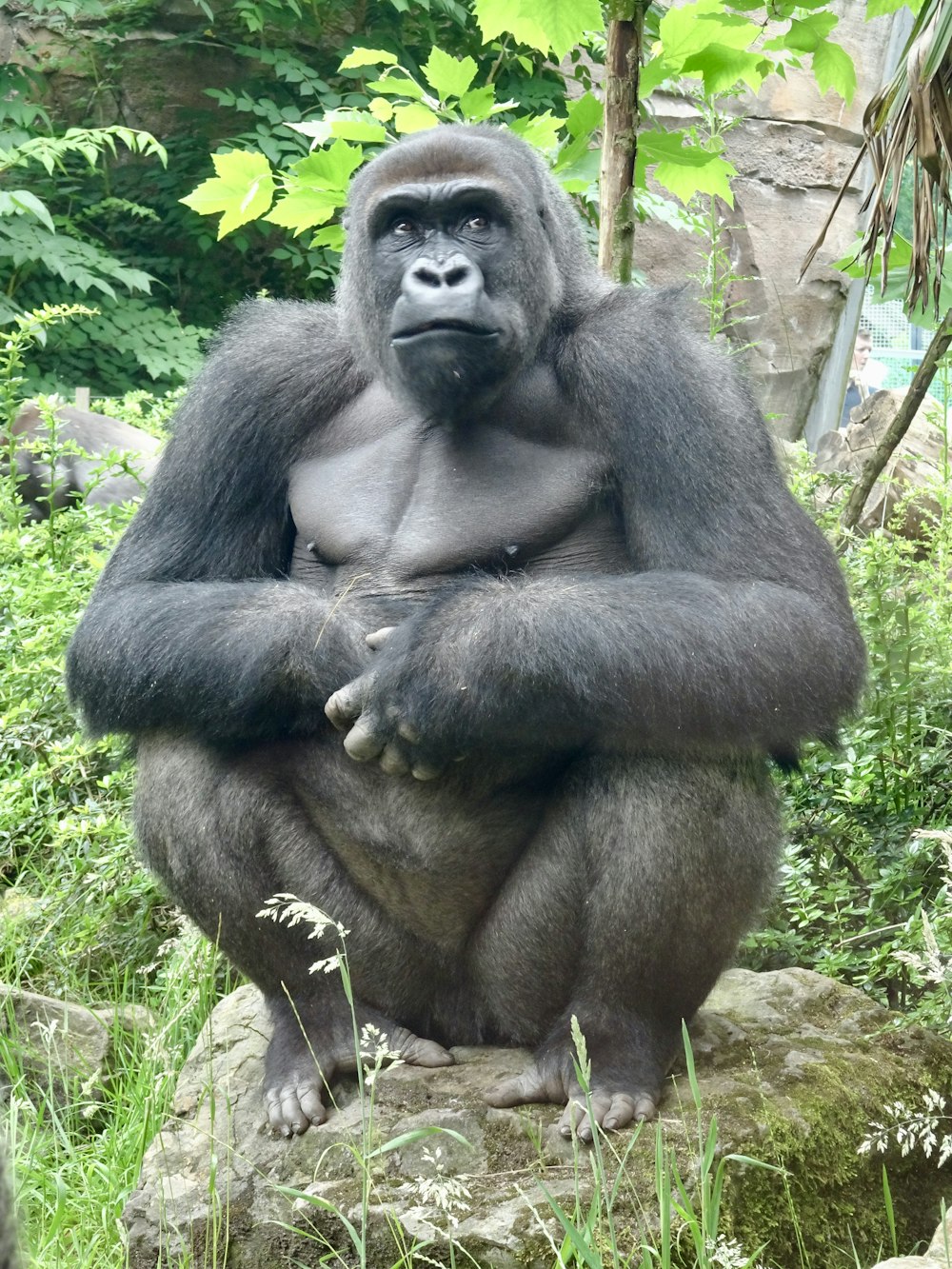 gorilla sitting on green grass during daytime
