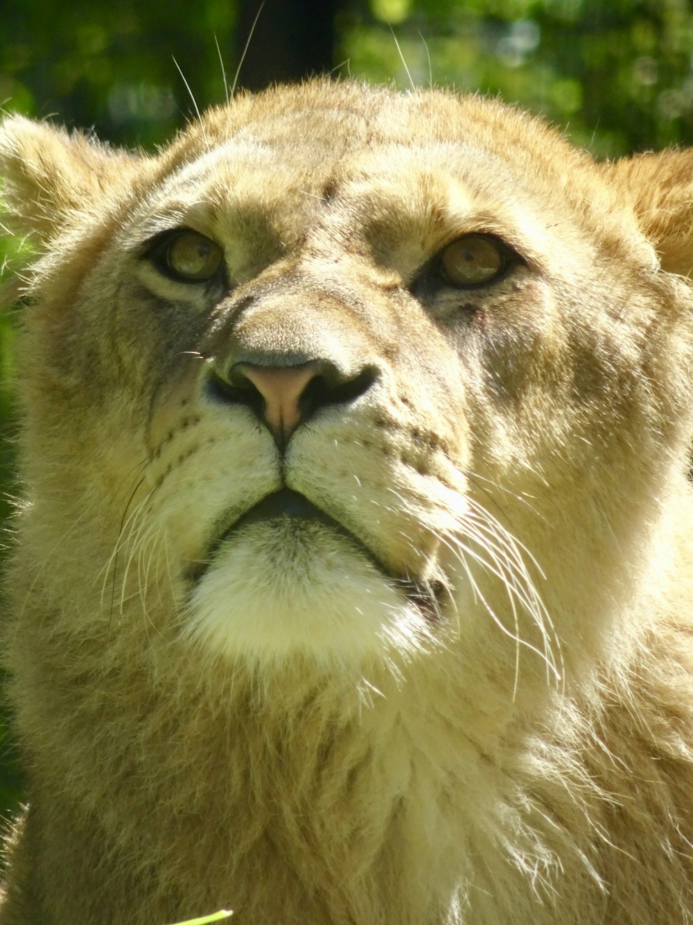 brown lion lying on green grass during daytime
