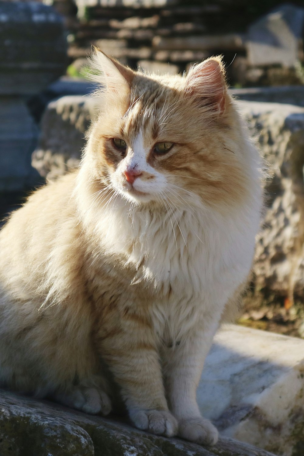 orange tabby cat on gray concrete floor during daytime