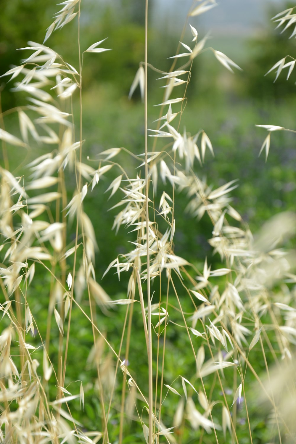 green and white plant during daytime