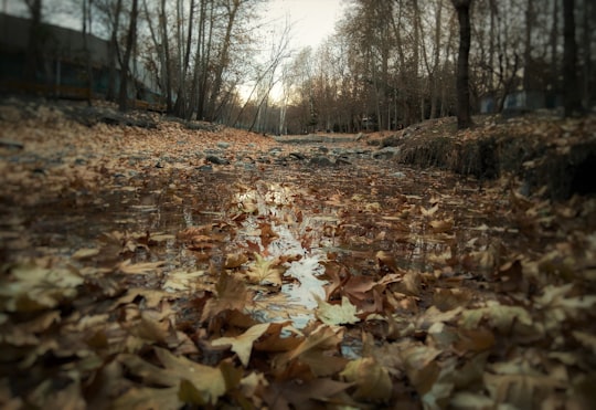 brown dried leaves on ground during daytime in Torghabeh Iran