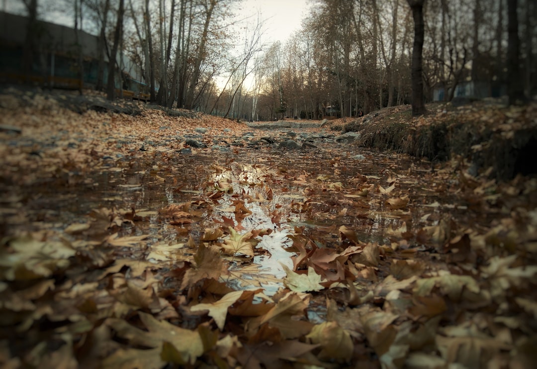 Forest photo spot Torghabeh Iran