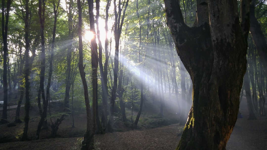 Forest photo spot Naharkhoran Park Iran