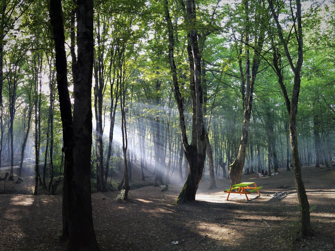 Forest photo spot Naharkhoran Park Golestan