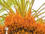 Clusters of ripe dates hang from the branches of a palm tree, with lush green fronds extending outward. The dates are predominantly yellow with hints of red and orange tones, creating a vibrant and lively appearance.