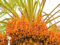 Clusters of ripe dates hang from the branches of a palm tree, with lush green fronds extending outward. The dates are predominantly yellow with hints of red and orange tones, creating a vibrant and lively appearance.