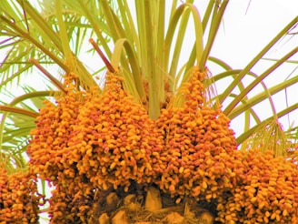 Clusters of ripe dates hang from the branches of a palm tree, with lush green fronds extending outward. The dates are predominantly yellow with hints of red and orange tones, creating a vibrant and lively appearance.