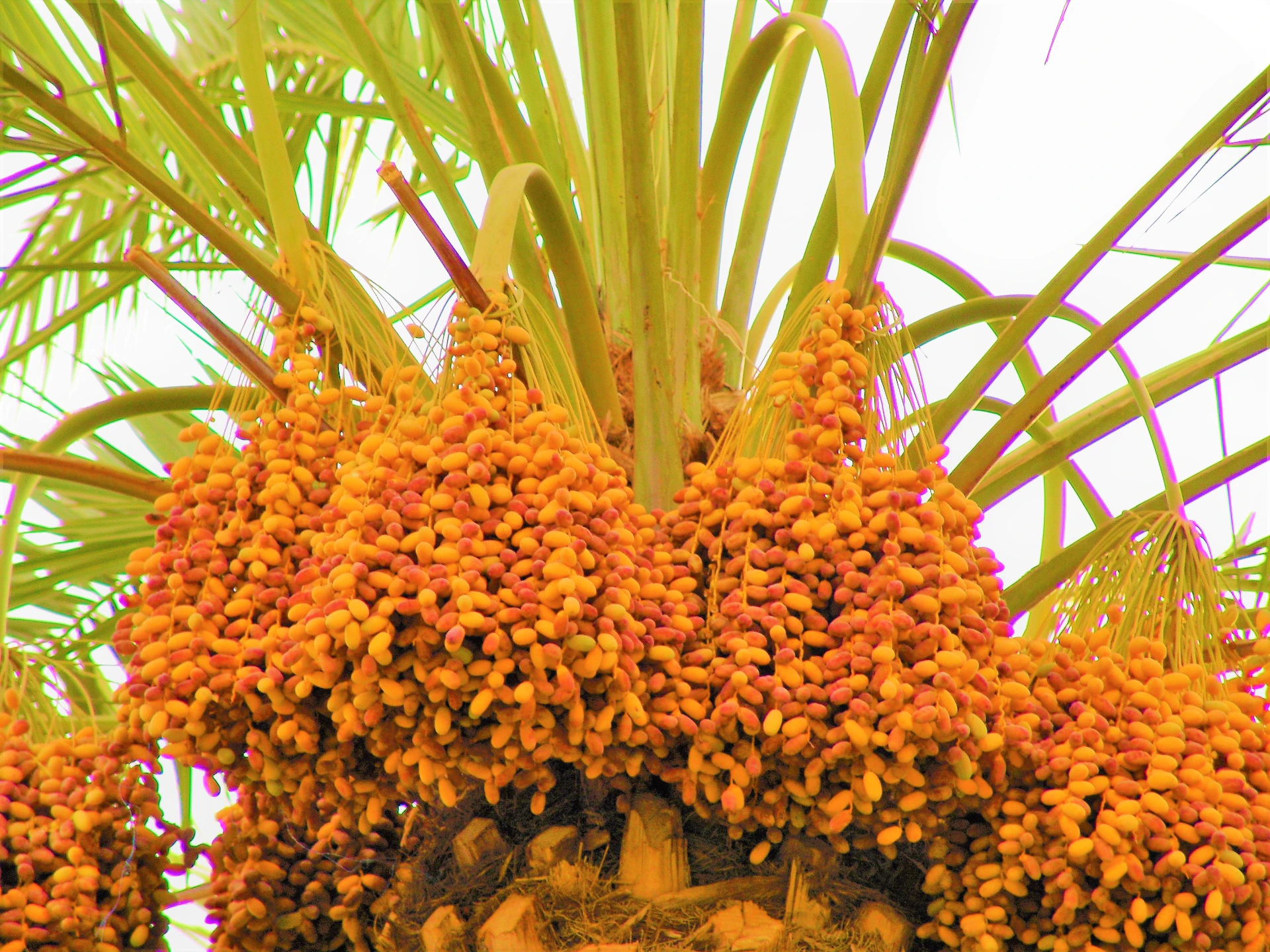 woman wearing yellow long-sleeved dress under white clouds and blue sky during daytime