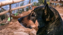 Close-up of a regal beagle standing poised on a weathered wooden fence with the Texas landscape behind.