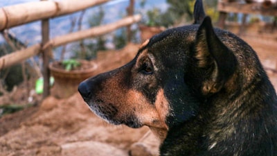 Close-up of a regal beagle standing poised on a weathered wooden fence with the Texas landscape behind.