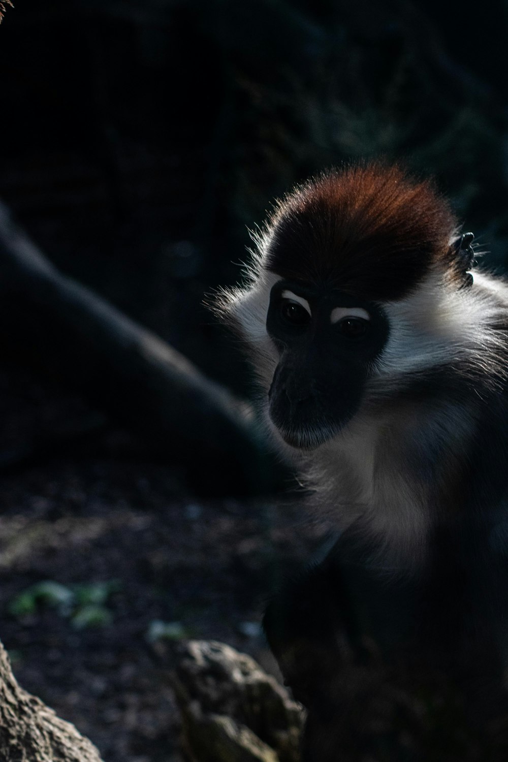 white and brown monkey on tree branch