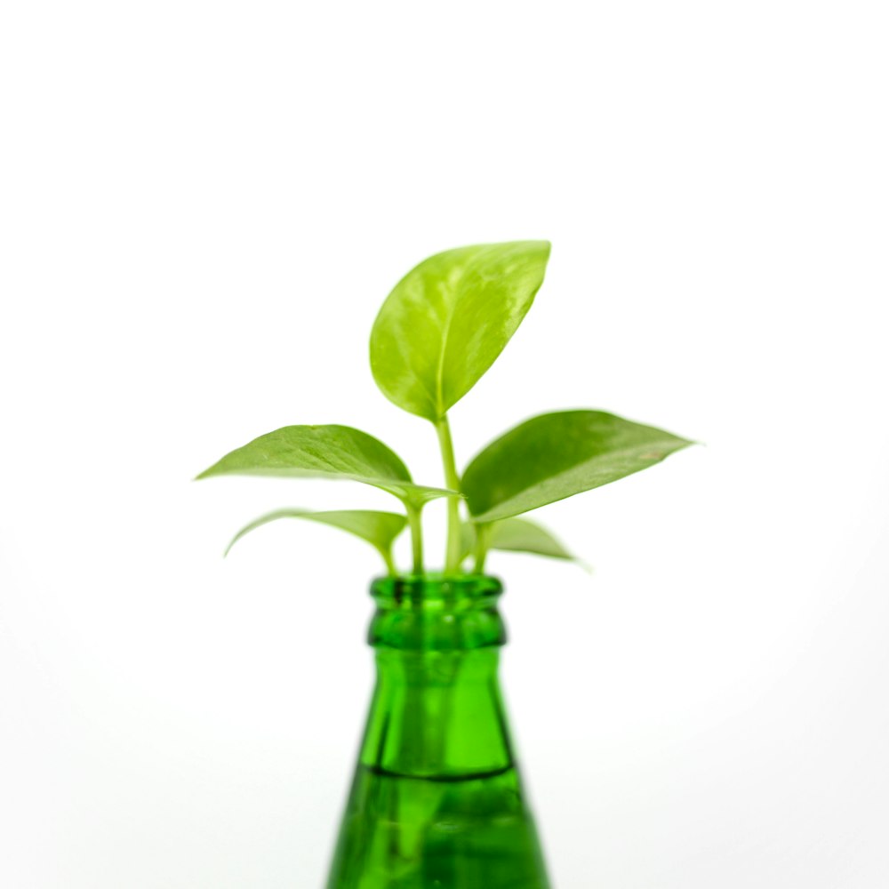 green leaf in glass bottle