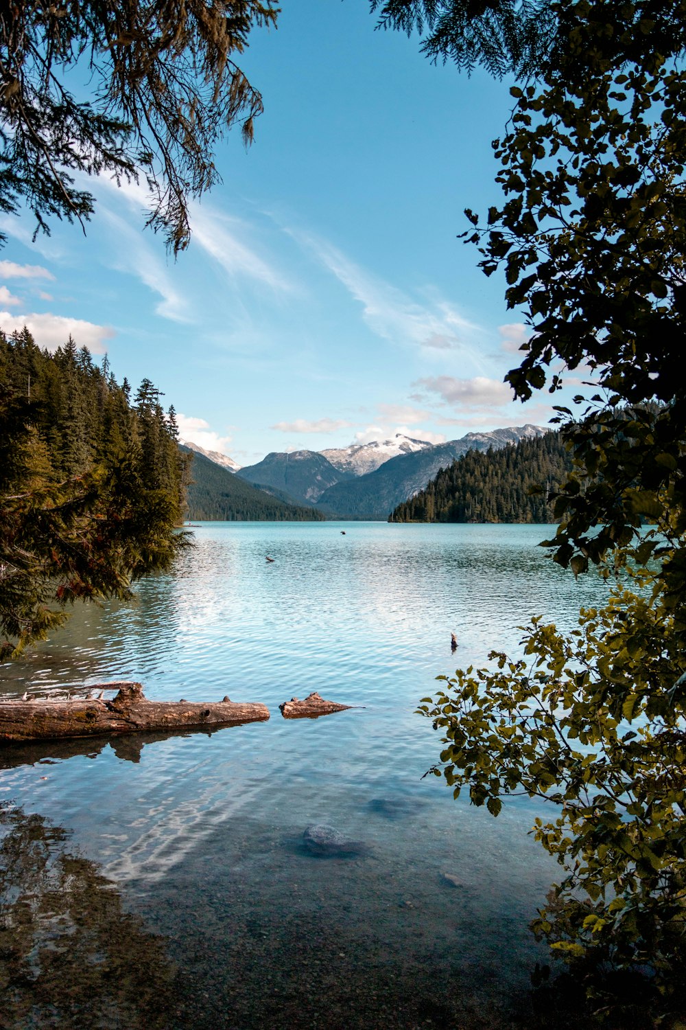 green trees near body of water during daytime