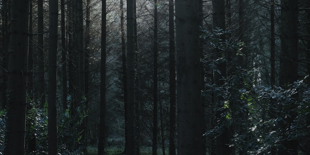 green trees in forest during daytime