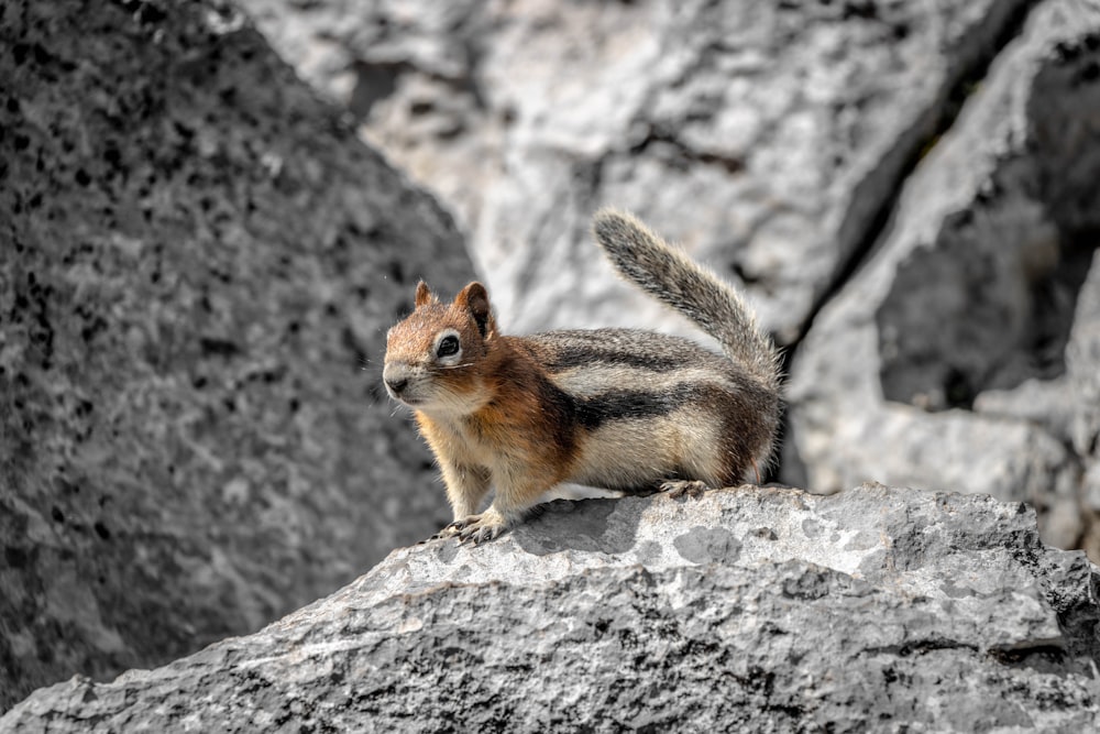 Braunes Eichhörnchen auf grauem Felsen tagsüber