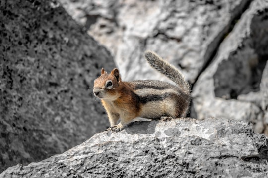 brown squirrel on gray rock during daytime in Revelstoke Canada