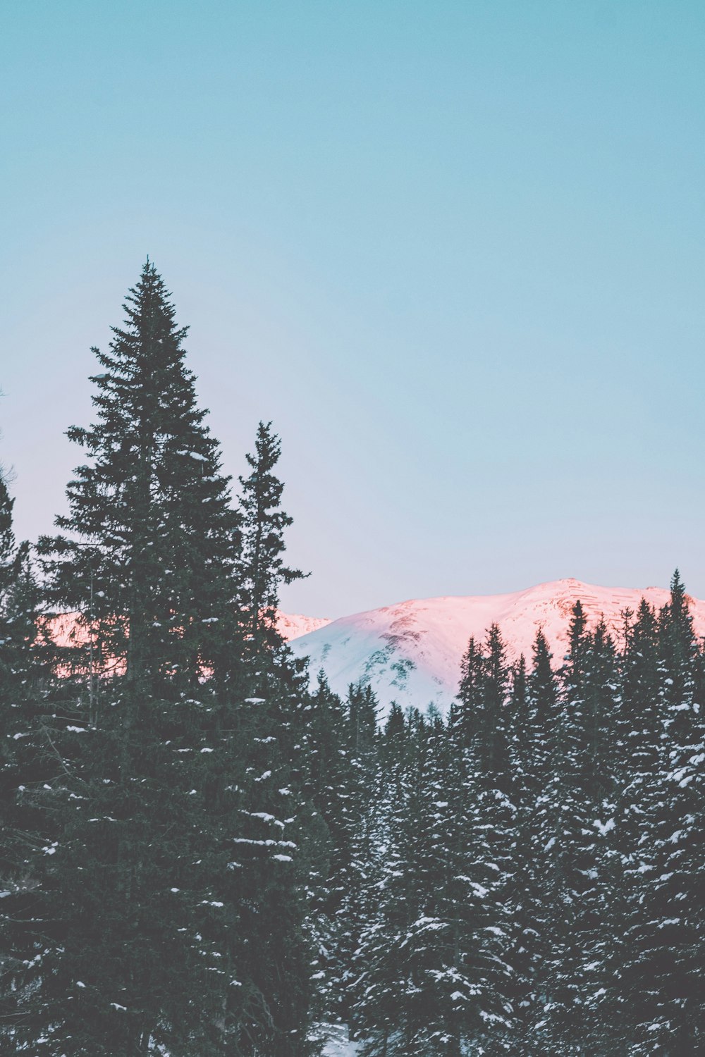 snow covered mountain and trees during daytime