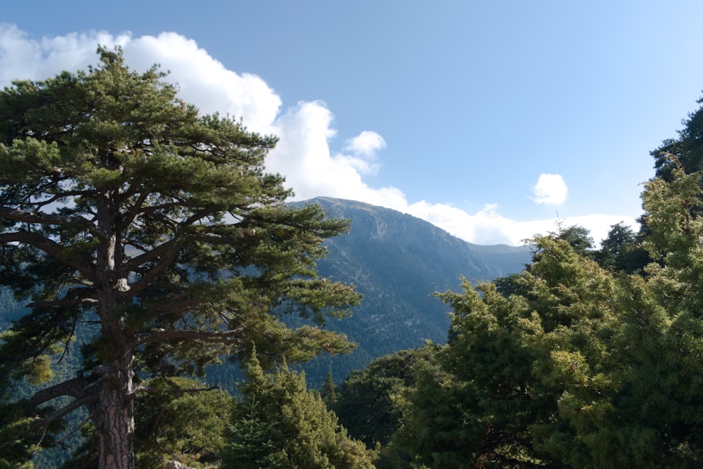 green trees under blue sky during daytime