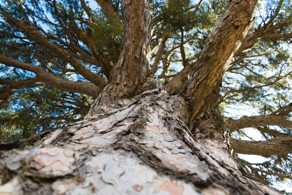 tronco d'albero marrone durante il giorno