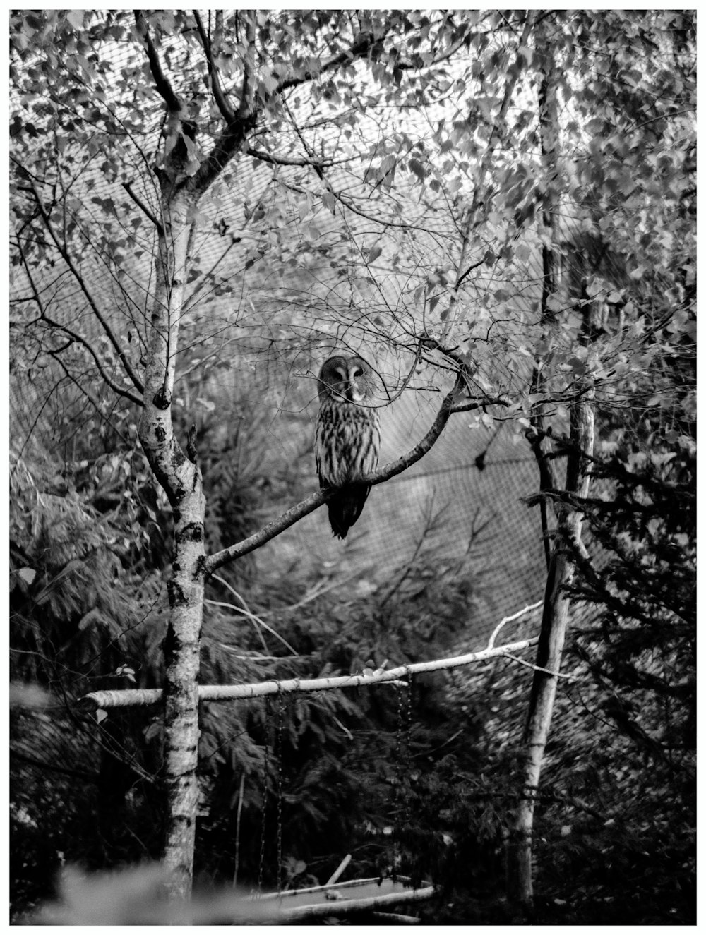 grayscale photo of owl on tree branch