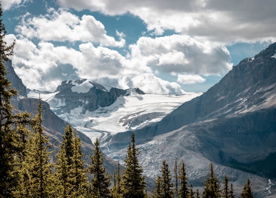 green pine trees near snow covered mountain during daytime in Canadian Rockies Canada