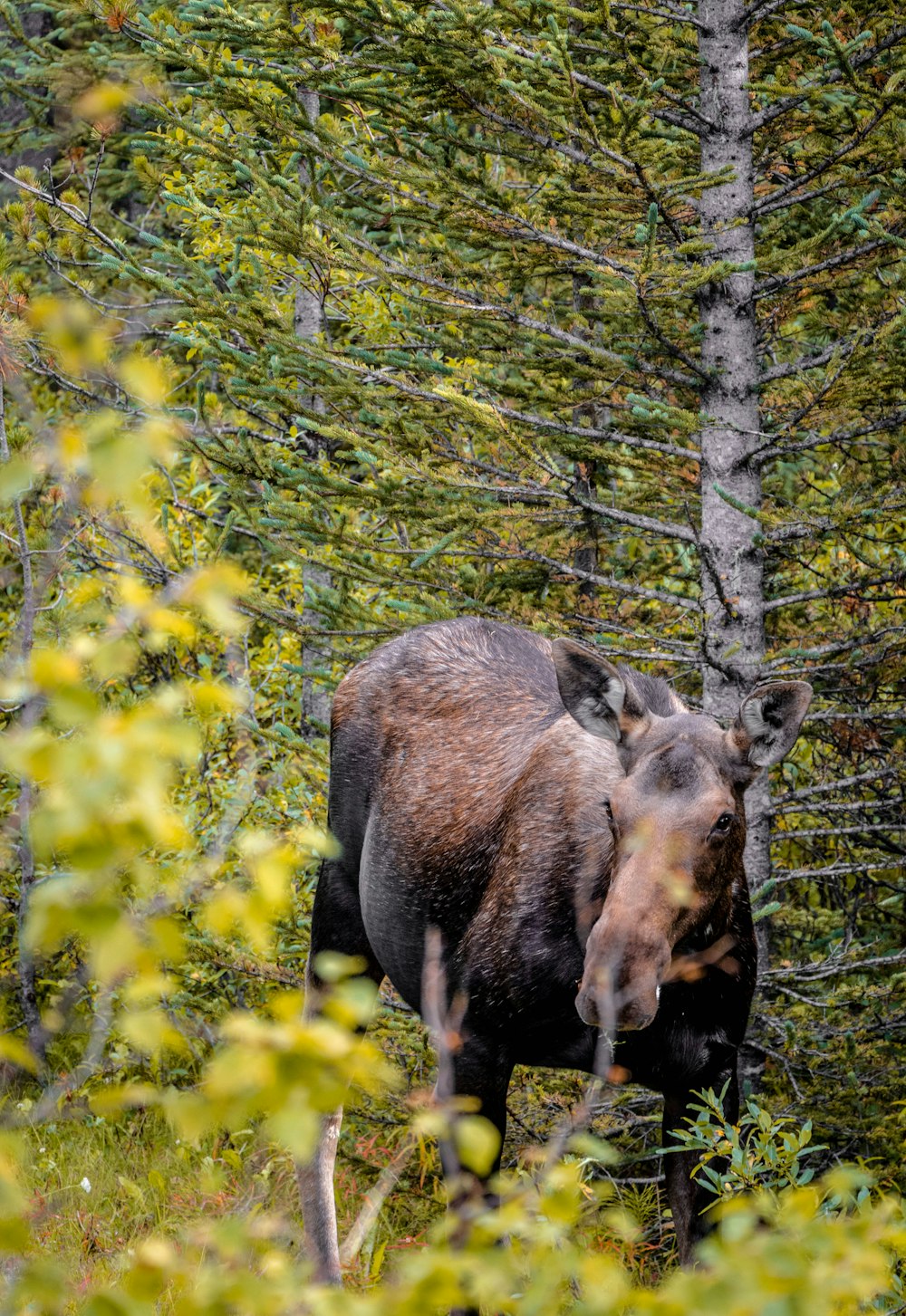 mucca marrone e nera su erba verde durante il giorno