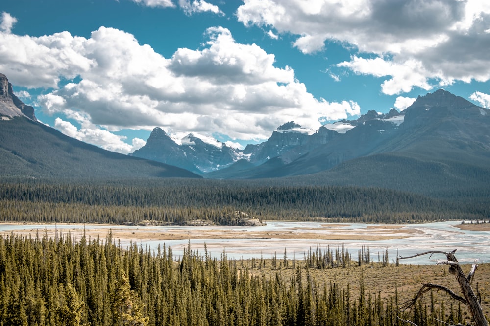 green trees near lake under white clouds and blue sky during daytime