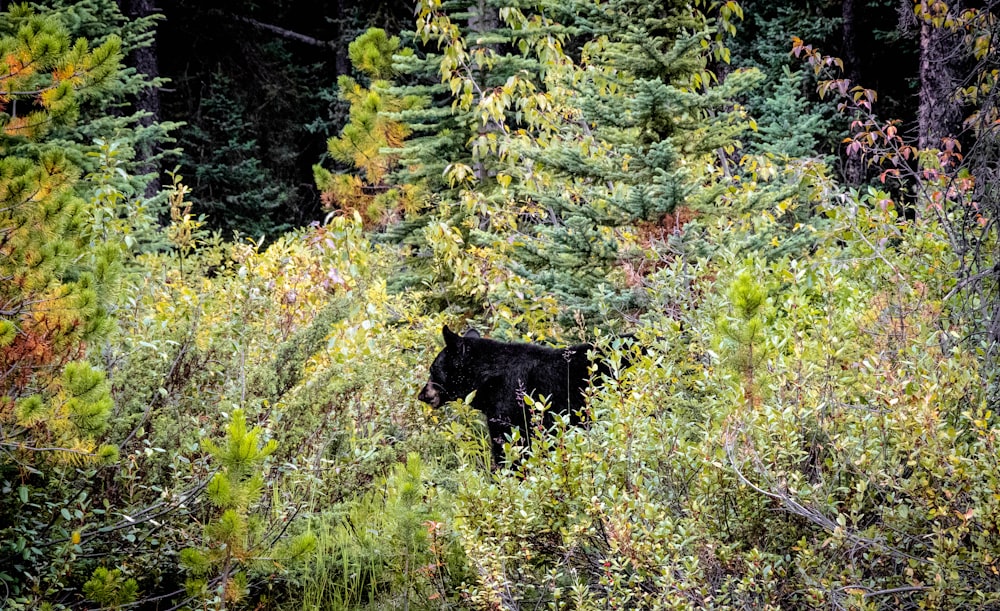 black bear on green grass field during daytime