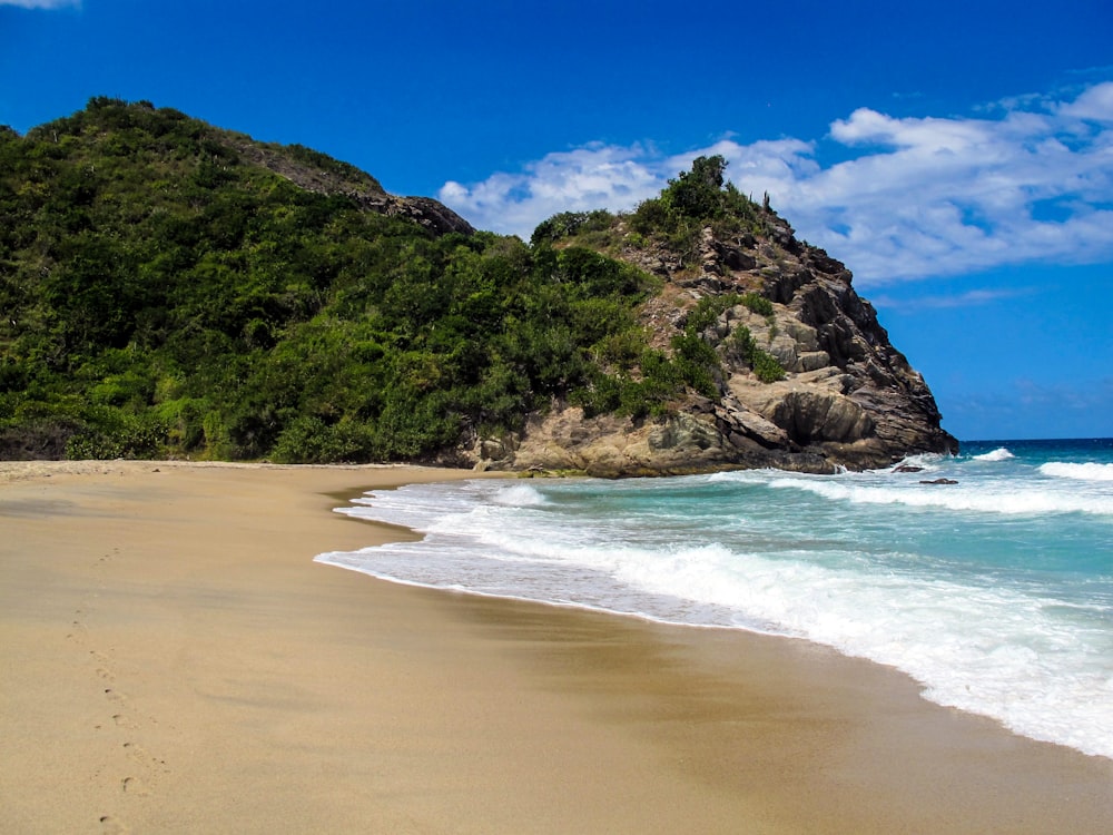 green trees on brown sand beach