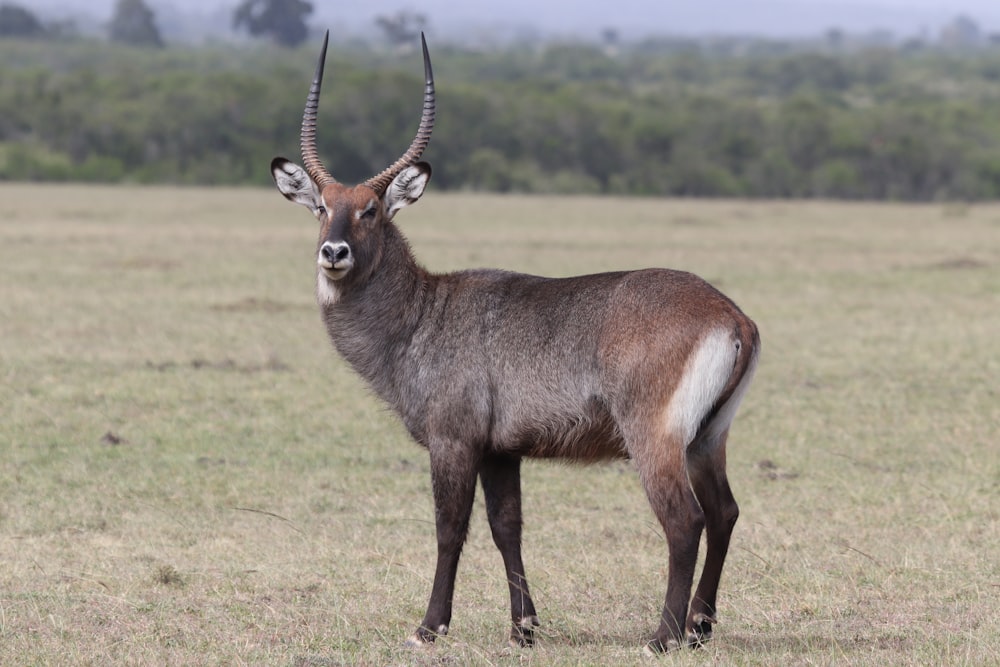 brown deer on green grass field during daytime