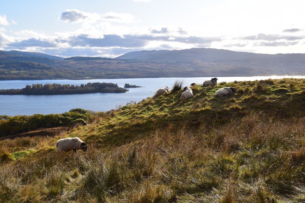 brown sheep on green grass field near body of water during daytime