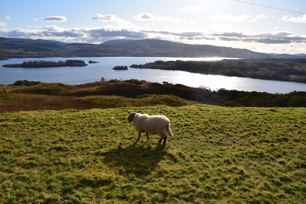 white sheep on green grass field during daytime