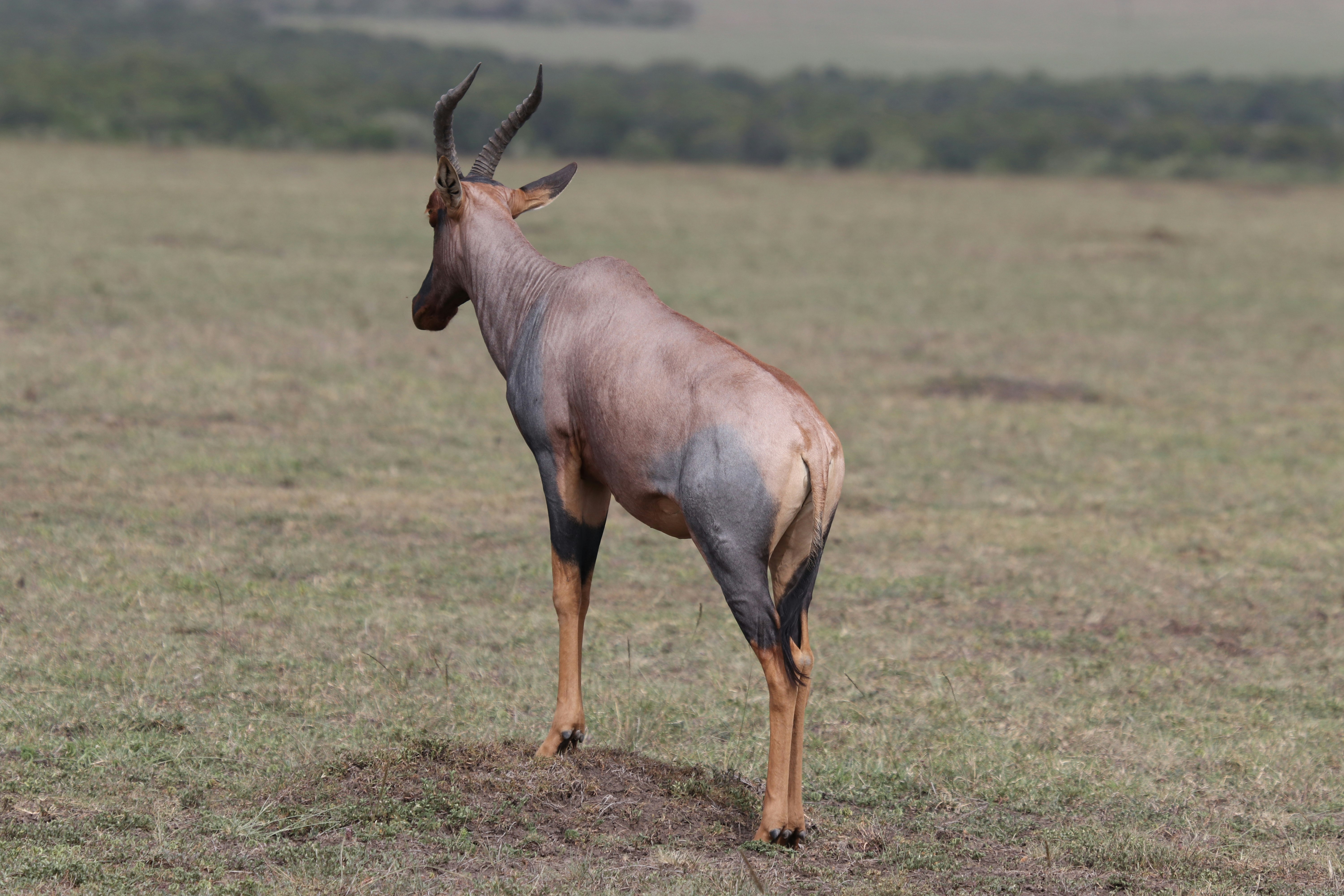 Topi antelope (also called yellow socks and blue jeans, because of the colors on the legs) in Masai Mara, Kenya. 
