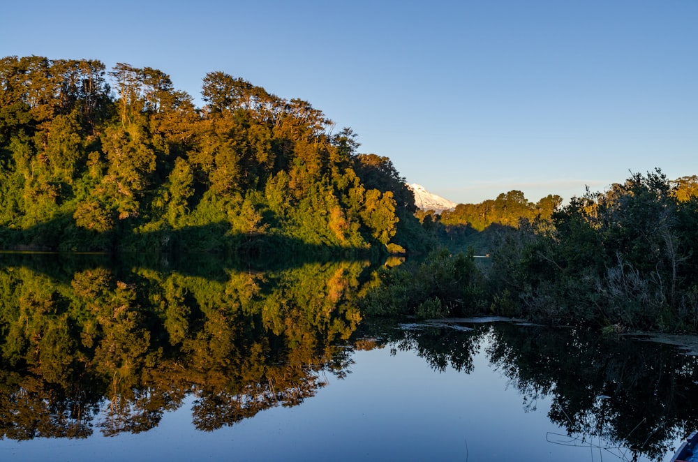 green and brown trees beside lake during daytime