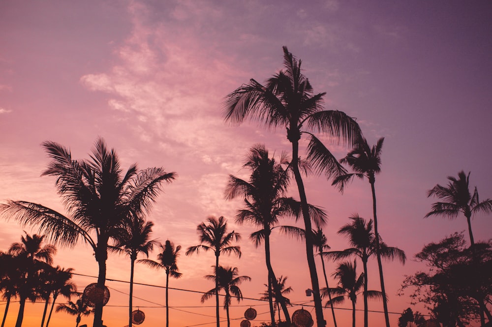 coconut palm trees during sunset
