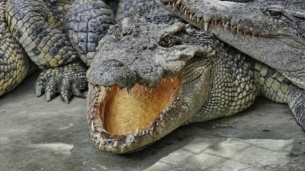 schwarzes Krokodil auf grauem Textil liegend