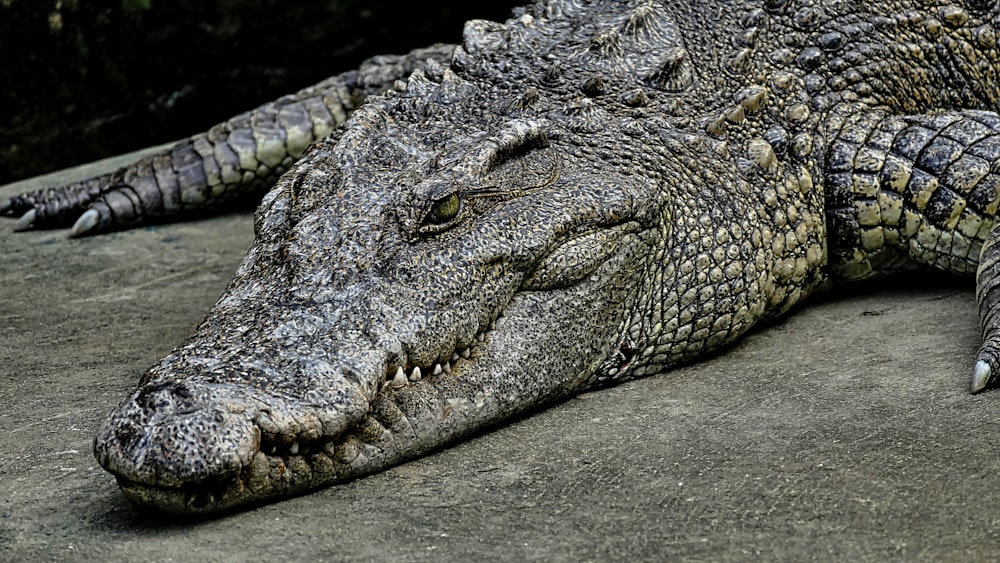 brown crocodile lying on ground