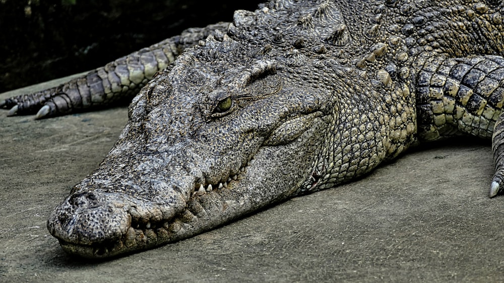 Braunes Krokodil liegt auf dem Boden