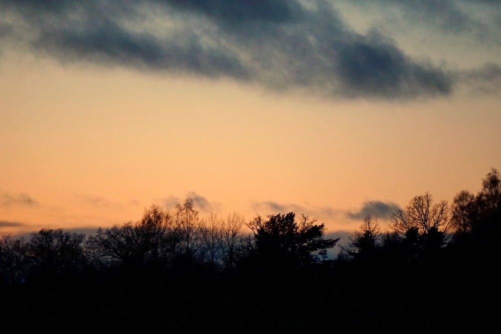 silhouette of trees under gray clouds