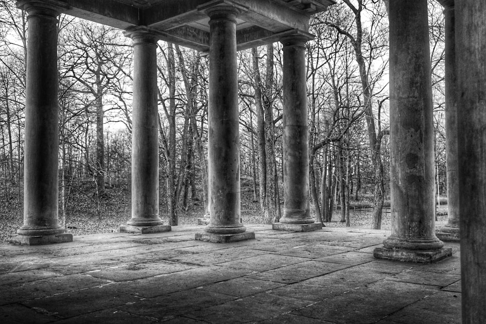 grayscale photo of trees in forest