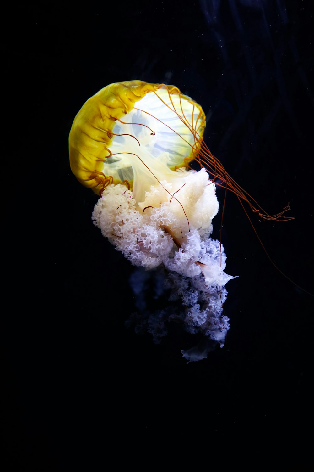 yellow and white jellyfish in water