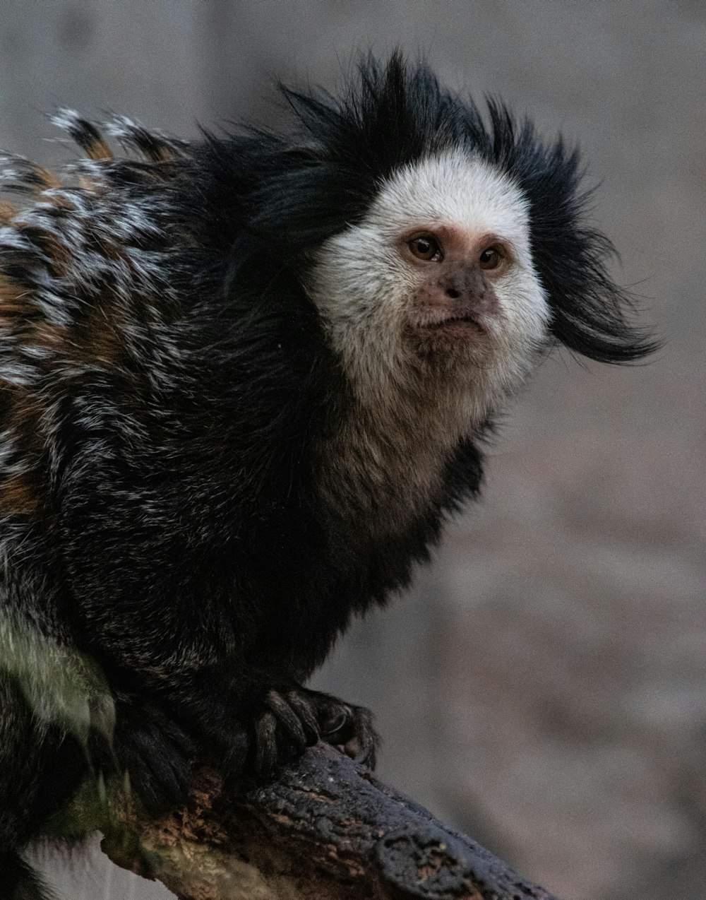 black and white monkey on brown wooden surface