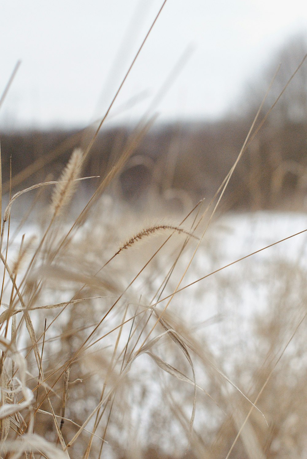 brown wheat field during daytime