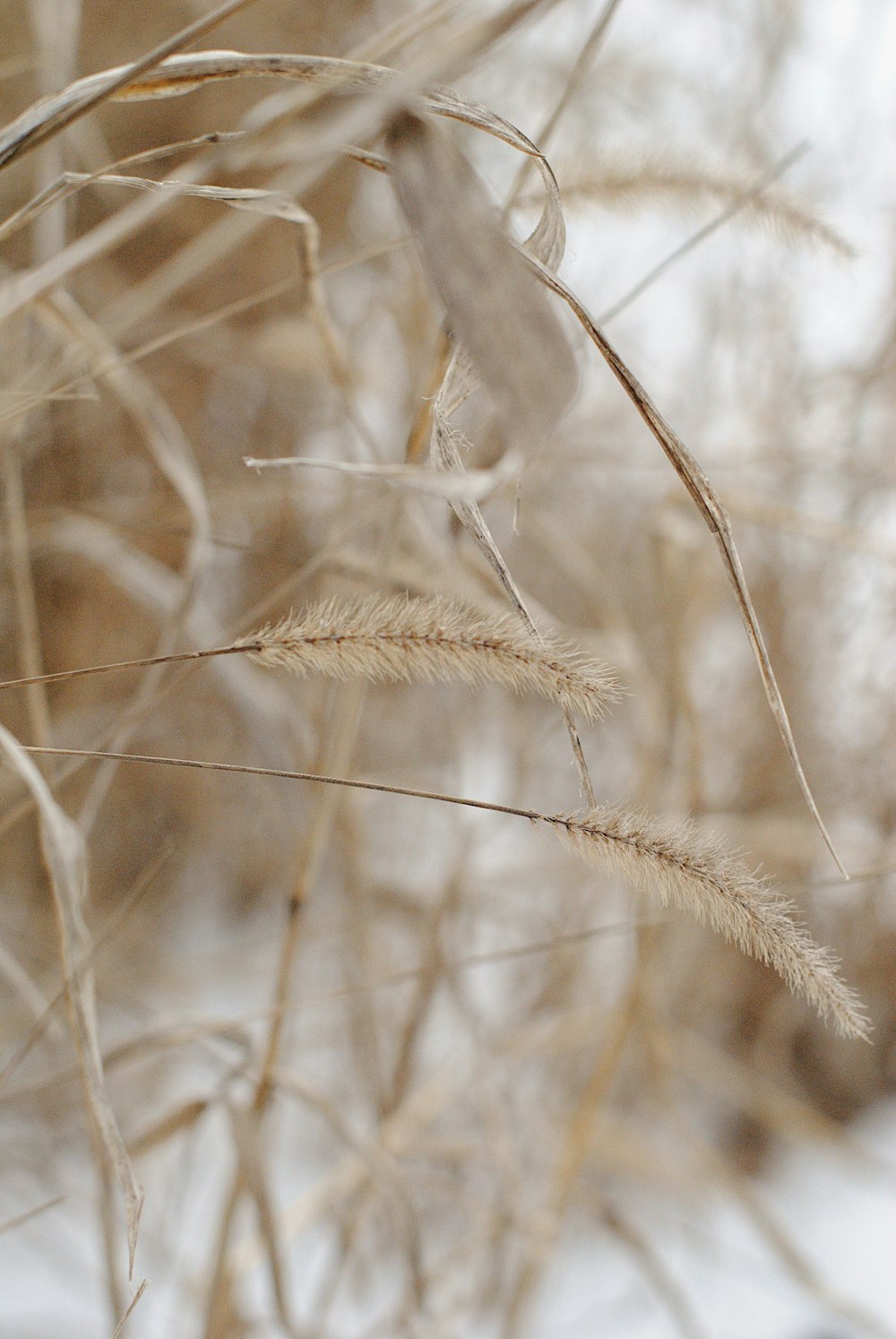 brown wheat in close up photography