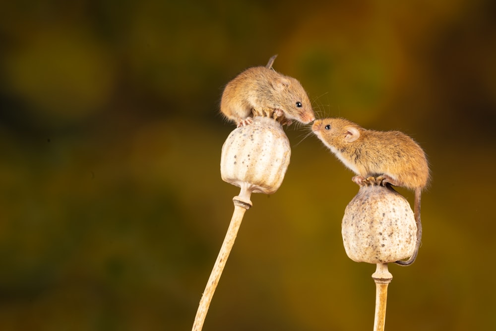 brown rodent on brown wooden stick