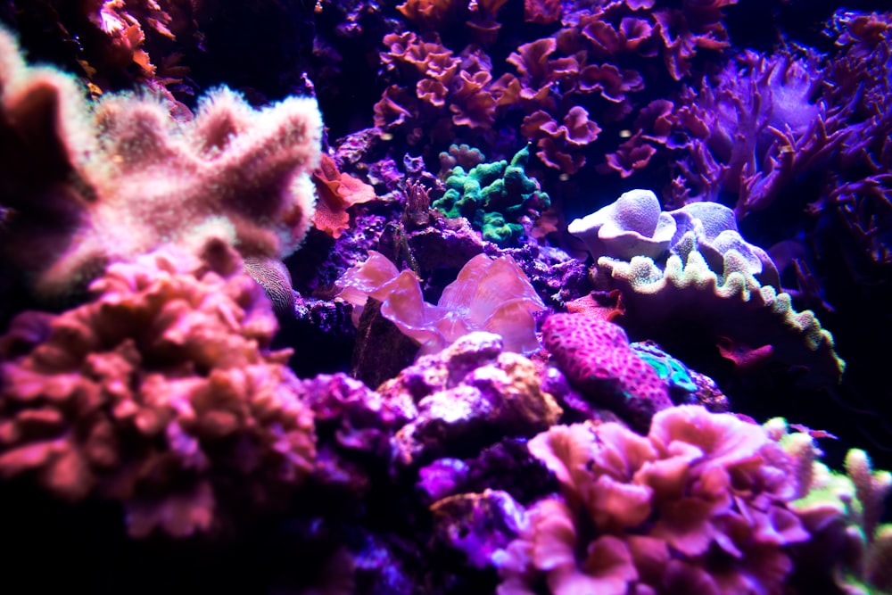 Arrecife de coral púrpura y gris