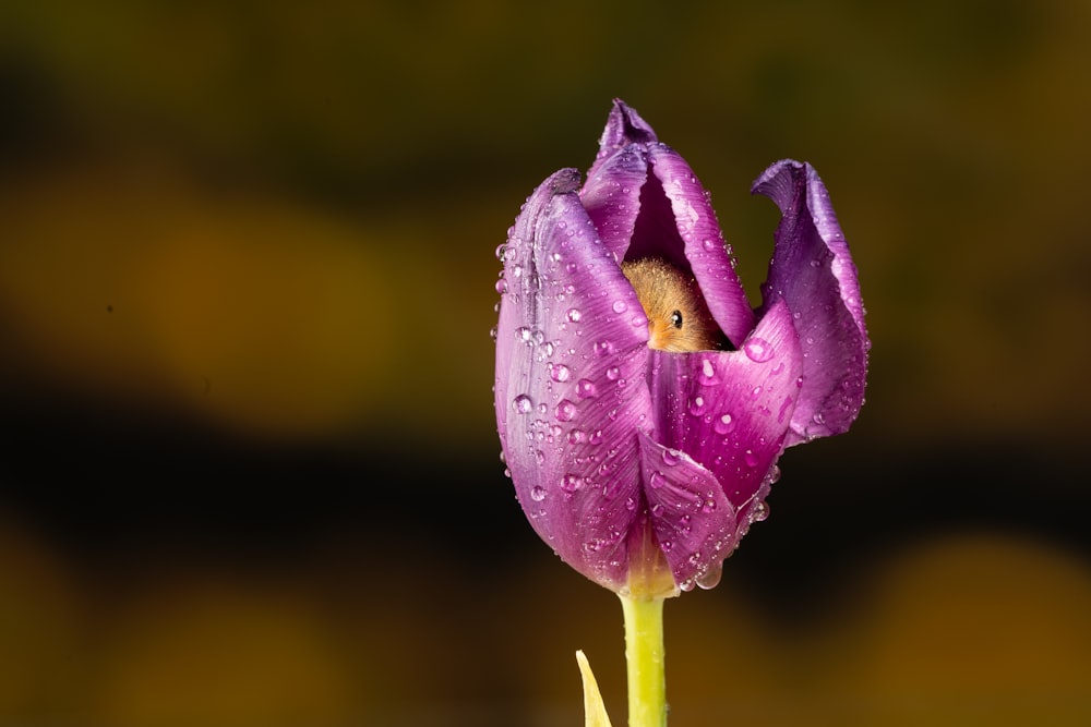 pink flower with water droplets