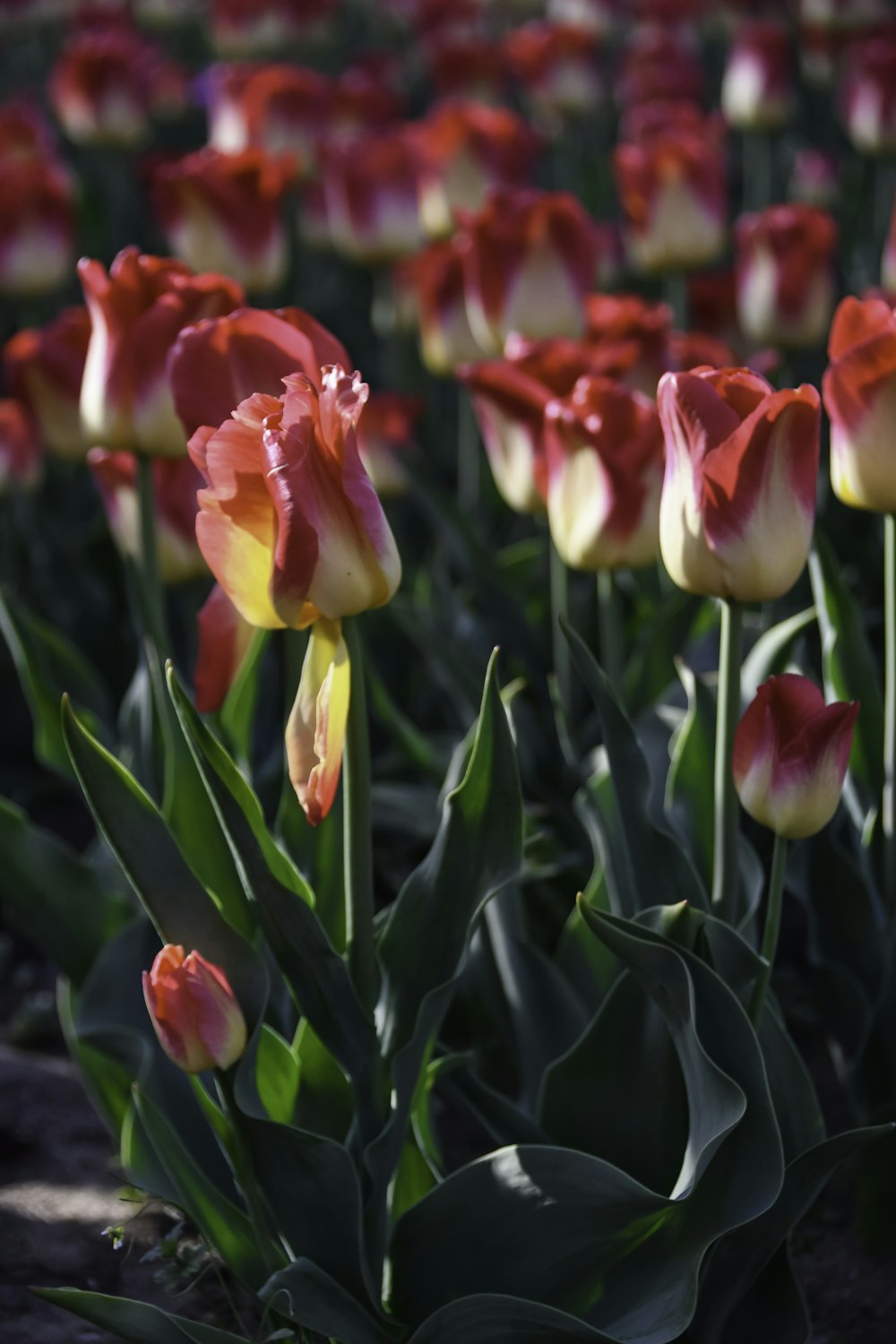 pink and yellow tulips in bloom during daytime