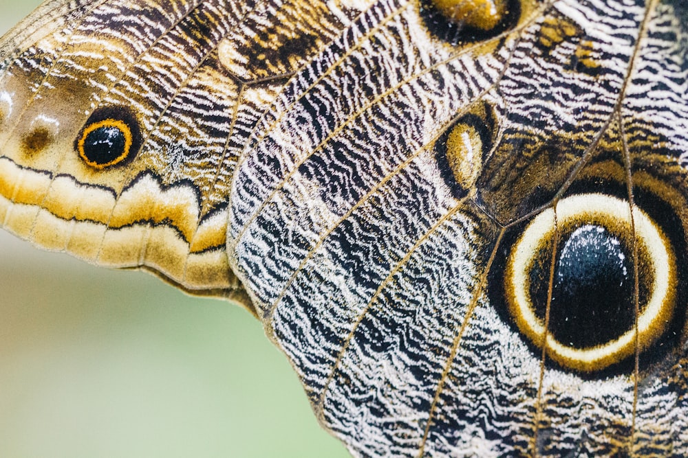 brown and black leaf with water droplets