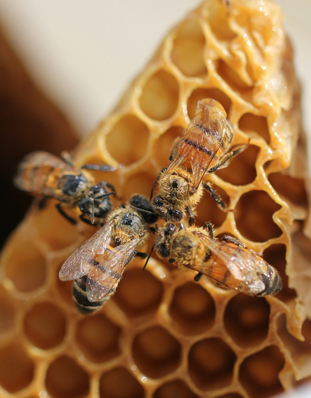 vino Transistor Geología 30k+ Imágenes de colmenas de abejas | Descargar imágenes gratis en Unsplash